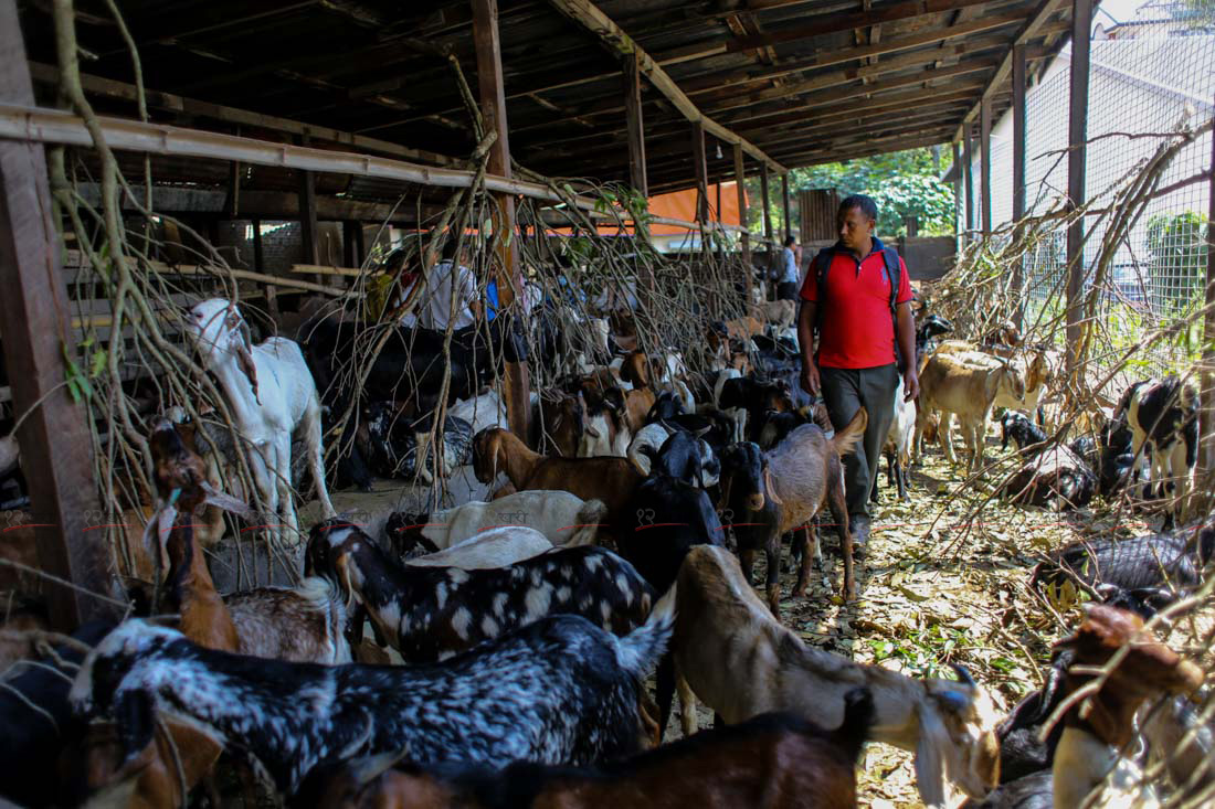 SunilPradhan_Livestock_12khariphotos (5)1664444274.JPG